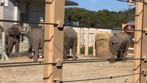 논호이 공원 - 아시아 코끼리