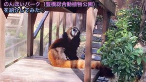 Onhoi Park - Red Panda