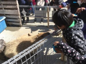 Feed capybaras