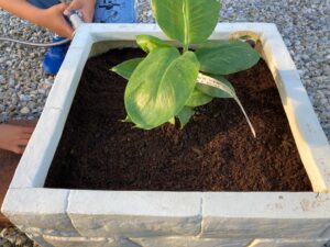 親子で家庭菜園　ドワーフ・モンキーバナナの苗木を植えよう