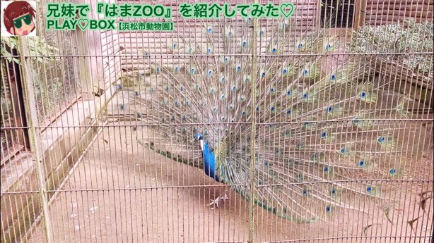 Indian Peafowl Hamamatsu City Zoo