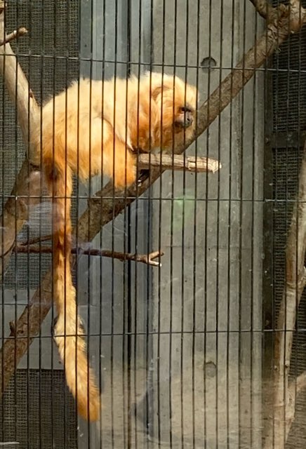 Golden Lion Tamarin Hamamatsu City Zoo