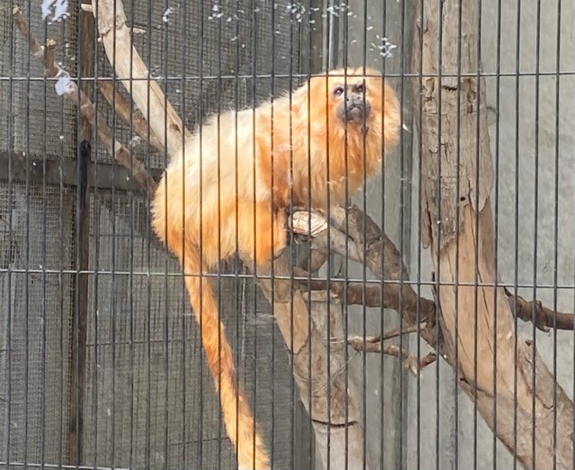 Golden Lion Tamarin Hamamatsu City Zoo