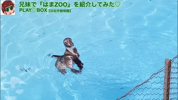 ペンギン　浜松市動物園