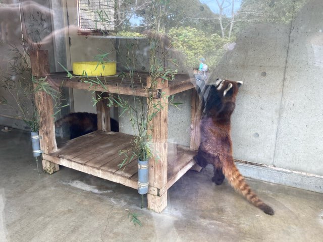 小熊猫滨松市动物园