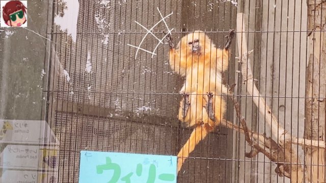 황금사자 타마린 하마마쓰 시립 동물원