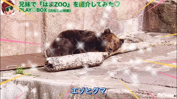 Ezo Brown Bear Hamamatsu City Zoo